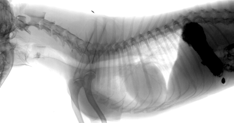 Закупорка пищевода. Хиатальная грыжа у собаки рентген. Мегаэзофагус у собак рентген.