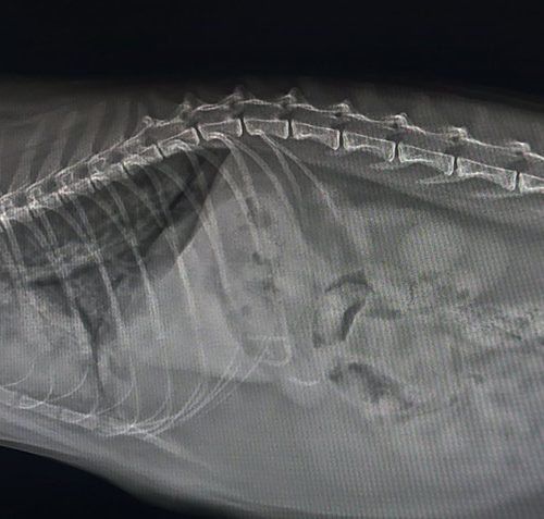 Аспіраційна пневмонія у кота