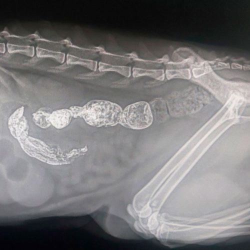 Часткова кишкова непрохідність у кота, рентген з барієм (24 год)